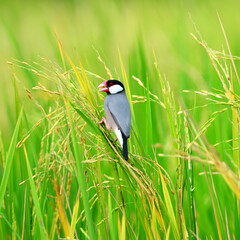 One of Java sparrow (bird) on ear of rice in the field