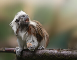 cotton-top tamarin, Saguinus oedipus - small New World monkey sits on a branch with an open mouth and holds bread in its paw.  Denizen tropical forest edges and secondary forests in northwestern Colom