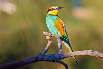 beautiful wild bird sitting on a branch