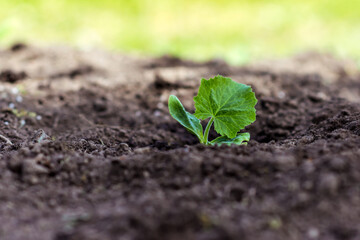 Pumpkin tiny sprout planted in the garden; squash seedling planted in the soil in the field, agriculture, plant and life concept, close-up view 