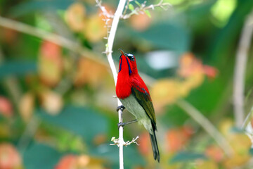 Crimson Sunbird is enjoy eating nectar from wild flowers, Thailand