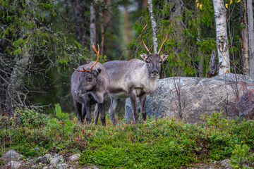 Two reindeers in a forest in Sweden