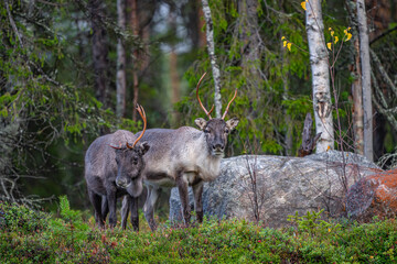 Two reindeers in a forest in Sweden