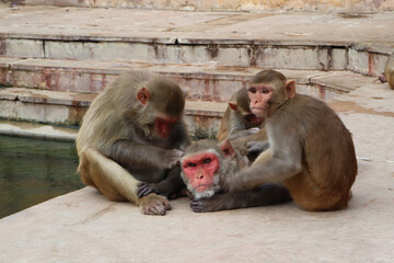 A group of monkeys inside Galtaji Hindu Temple or Monkey Temple near the city of Jaipur in Rajasthan, India.