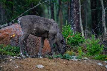 Single beautiful reindeer between trees in Sweden