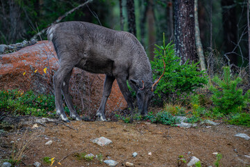 Reindeer with only one antler
