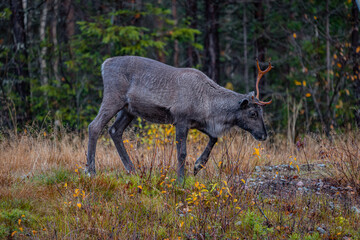 Reindeer with only one antler