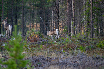 Single beautiful reindeer between trees in Sweden