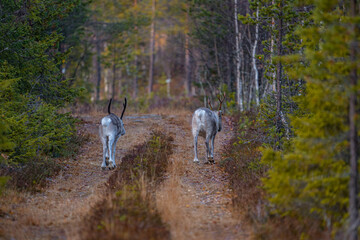 Two reindeers in a forest in Sweden