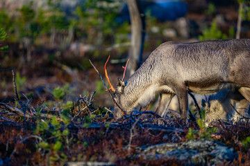 Single beautiful reindeer between trees in Sweden