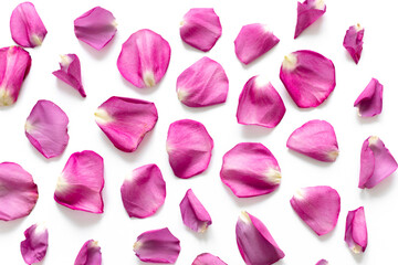 pink rose petals on isolated white background