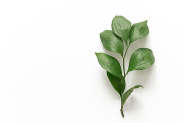 branch green fresh leaves on isolated white background