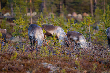 Eating reindeers between trees and stones in Sweden