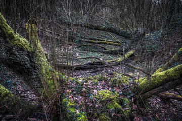 sous-bois moussu