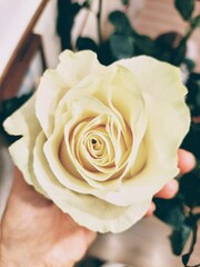 Beautiful large flower of light yellow rose in your hand