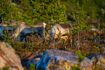 Eating reindeers between trees and stones in Sweden