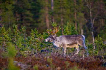 Single beautiful reindeer between trees in Sweden