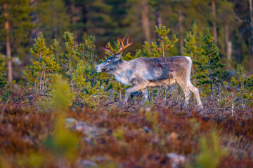 Single beautiful reindeer between trees in Sweden