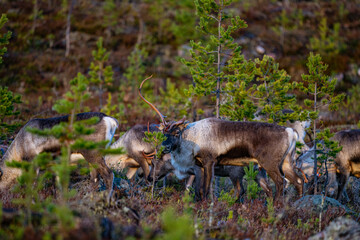 Eating reindeers between trees and stones in Sweden