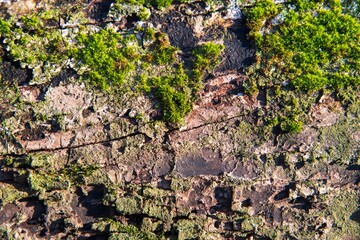 Obraz premium Closeup of snow on a tree trunk in a forest in Bucharest.