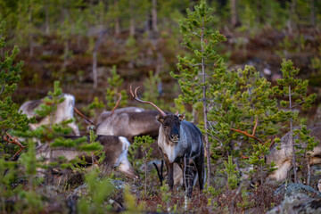 Reindeer with only one antler