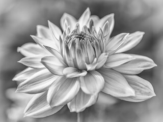 Side detail of a Dahlia Flower with a  soft romantic bokeh background. Flower not fully open. In artful Black and White.