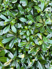 Green leaves on the bush. Fresh foliage on the plant in Turkey. Vertical natural background