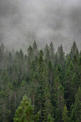 Forest in fog at a mountainside in Norway