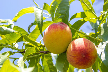 Organic ripe peaches on a tree branch among green foliage. Selective soft focus