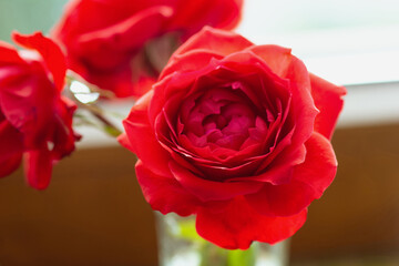 Red roses  bouquet in glass vase, shallow depth of focus