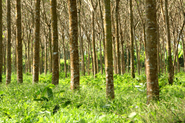 Fototapeta na wymiar Rubber trees in Thailand