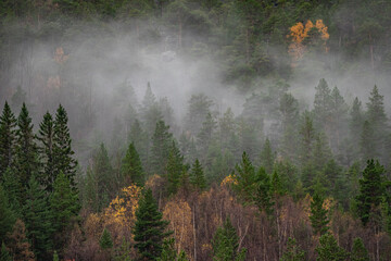Forest in fog at a mountainside in Norway