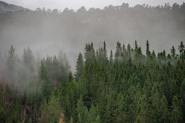 Forest in fog at a mountainside in Norway