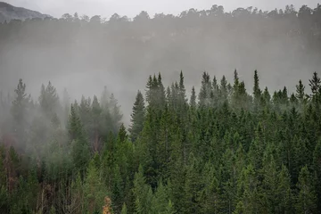 Papier Peint photo Lavable Forêt dans le brouillard Forêt dans le brouillard à flanc de montagne en Norvège