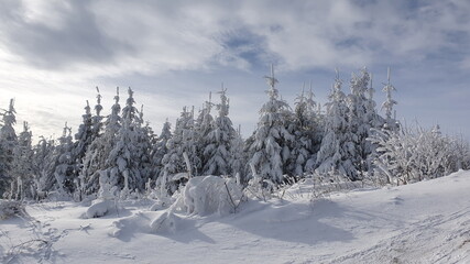 Winter landscape with snowy trees