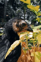 Black colored chick in the plantation. 