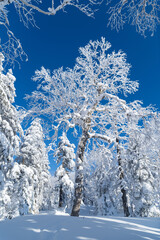 Snowly tree