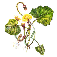 Flower tussilago farfara. Hand drawn watercolor botanical illustration. - obrazy, fototapety, plakaty