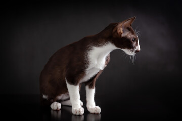 Portrait of profile of little brown and white color kitten of or