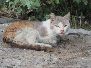 Naklejka na ściany i meble A homeless cat with a snotty nose sore eyes and dirty fur lies on the rocky asphalt outdoors