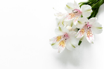 flowers alstroemeria orchid on isolated white background