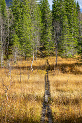 Pathway through marshland with trees in Norway