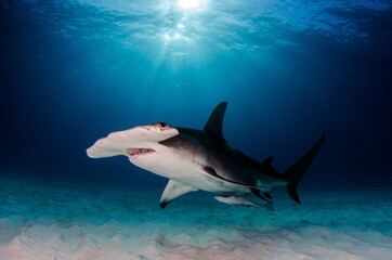 Diving with Great Hammerhead on Bahamas