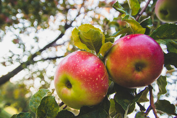 Large red apples close-up on a tree branch. Ripe fruits.