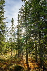 Wild trees in the norwegian landscape