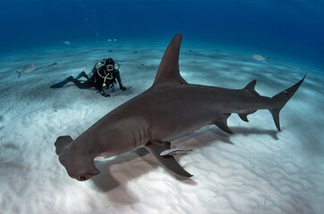 Diving with Great Hammerhead on Bahamas - obrazy, fototapety, plakaty