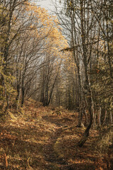 Wild trees in the norwegian landscape