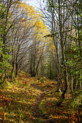 Wild trees in the norwegian landscape