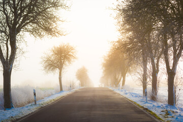 Allee Straße im Winter mit Schnee und Nebel 