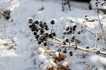 Black berries are covered with frost in the cold